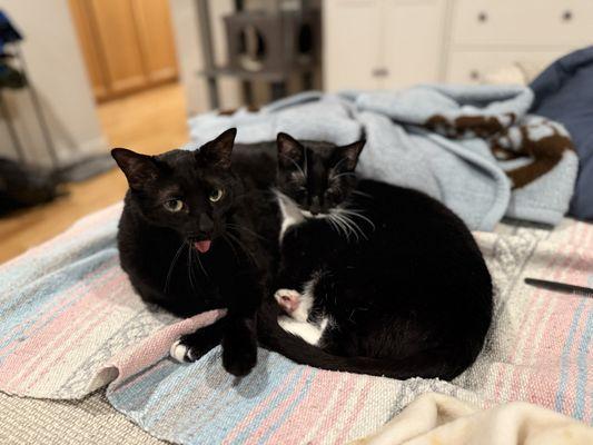 Tricity Animal Shelter