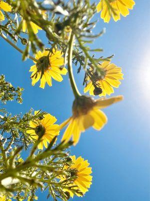 It's getting to full bloom up in here!