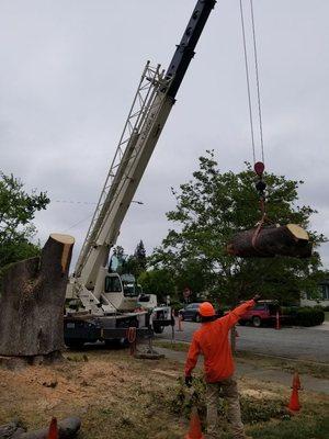 Steve's Professional Tree Care