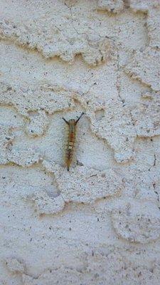 Bug Free Tree & Shrub Spraying