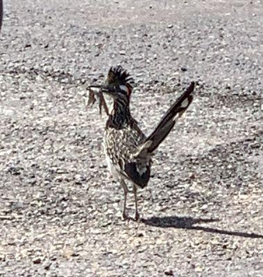 Gladstone Mercantile