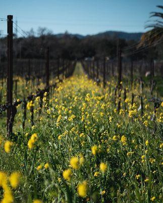 Designated Drivers Napa Sonoma