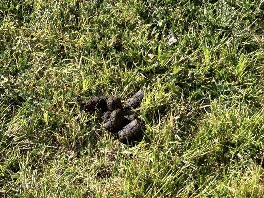 Lets Do it Pro Landscaping