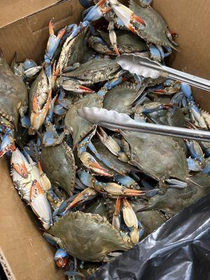 Blue Crab Live