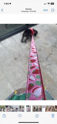 Fernweh Miniature Schnauzers