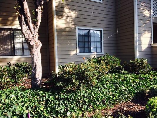 Amberwood Apartments