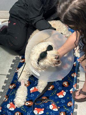 South Trail Animal Hospital