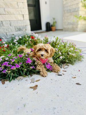 Woof Gang Bakery & Grooming Stone Oak