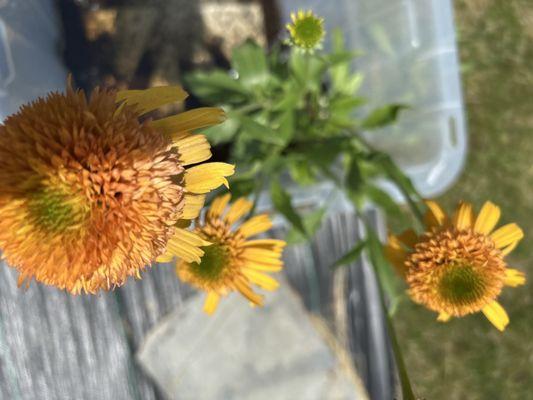 Decatur Garden center