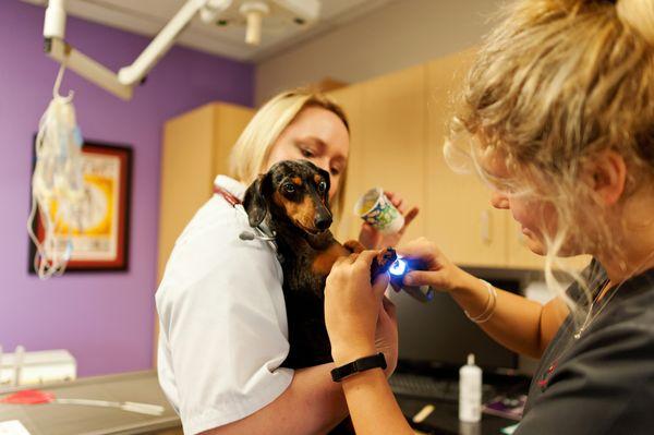 Animal Care Center Airport, A Thrive Pet Healthcare Partner