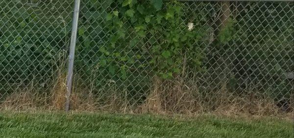 Babbs Landscaping & Tree Service