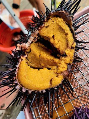 Holy urchin roe