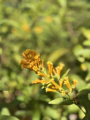 San Gabriel Nursery & Florist