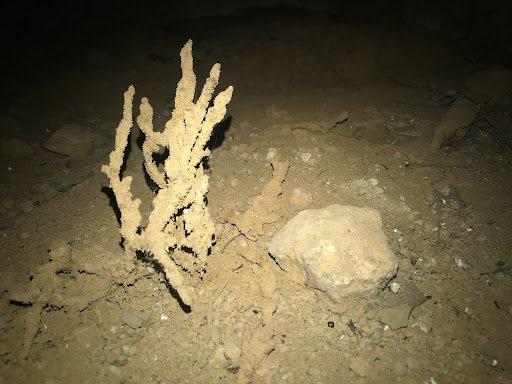 Anderson Pest Control