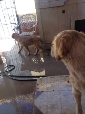 Glamour Pet Mobile Grooming