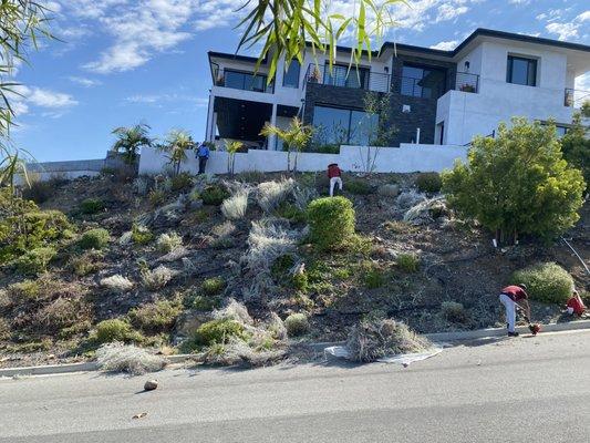 New Foundation Landscape