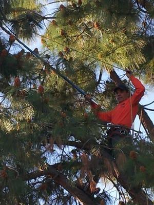 Felix Tree Service