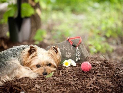 Rest Assured Animal Cremations