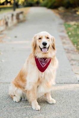 Klassy K9 Resort and Day Camp