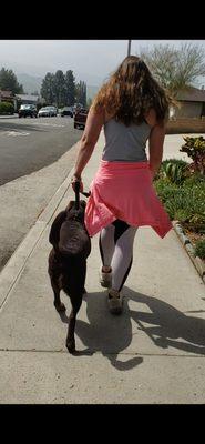 Cornerstone Companions Service Dogs