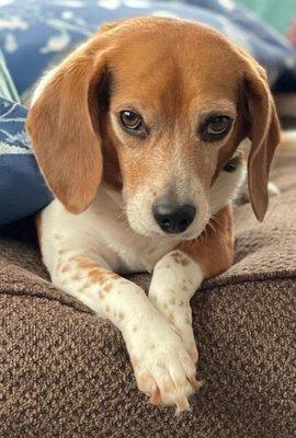 Lacy after a spa day at Dana's Doggy Designs!