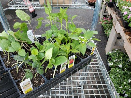Transplants ready for the garden