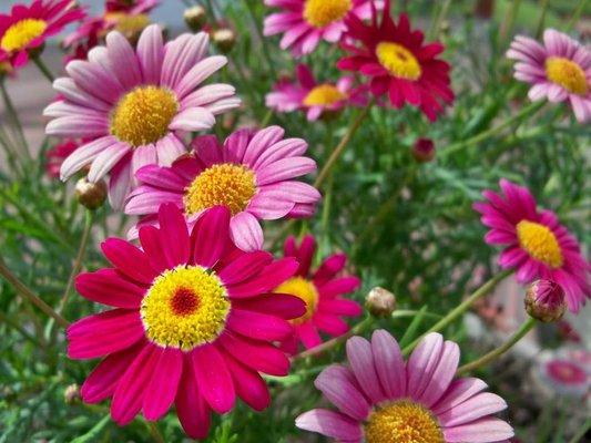 Excellence Drywall & Paint