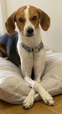 Meredith Marchant - Keller Williams Innovate