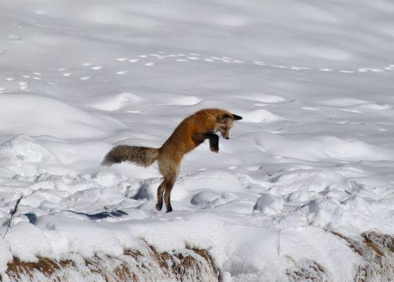 Yellowstone Vacation Tours