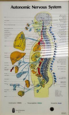 Fischer Chiropractic Center