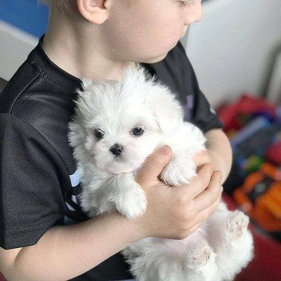 Puppies For Adoption