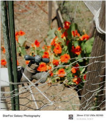 Gotta keep those flowers safe from little feet.