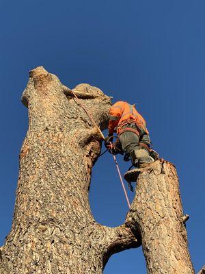 Golden Oak Tree Service