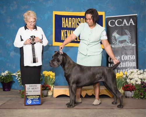 Hierarchy Cane Corso