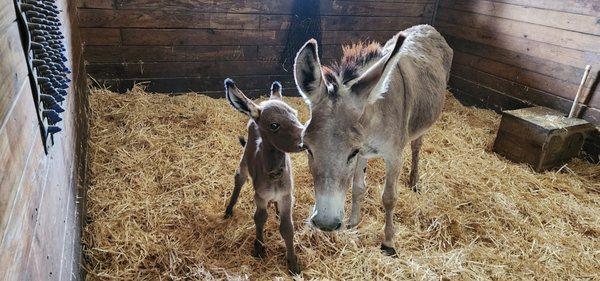 Collier Equine Vet Svc