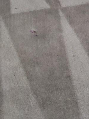 Apex Carpet Cleaning