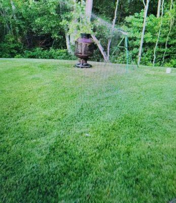 Our thick lawn...we love it!