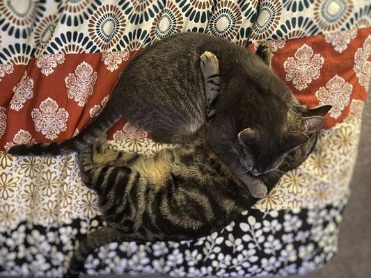 Pacific Paws Training & Care