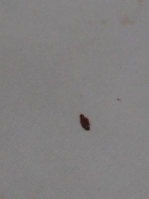 Bed bug