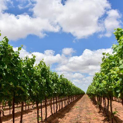 Bingham Family Vineyards