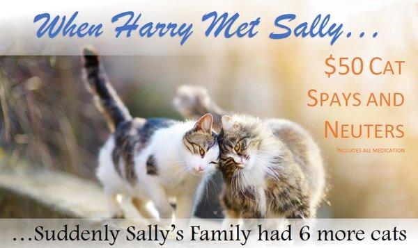 Precision Veterinary