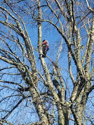 JNT TREE CARE