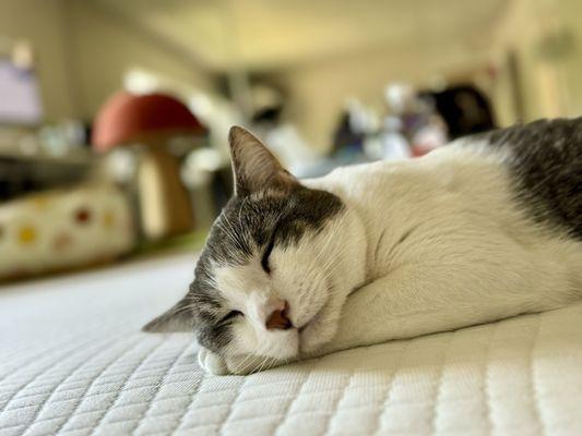 Central Orange County Emergency Animal Hospital