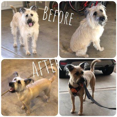 Little Angel Grooming