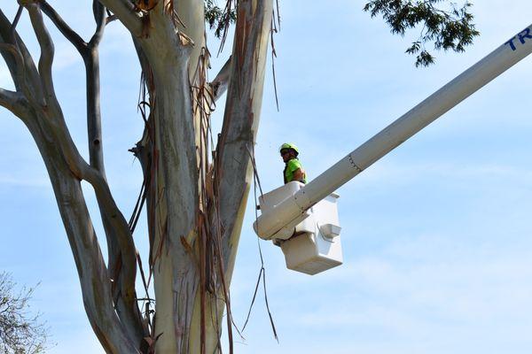 Heroes up 50feet removing an epilepticus tree that was too close to the house