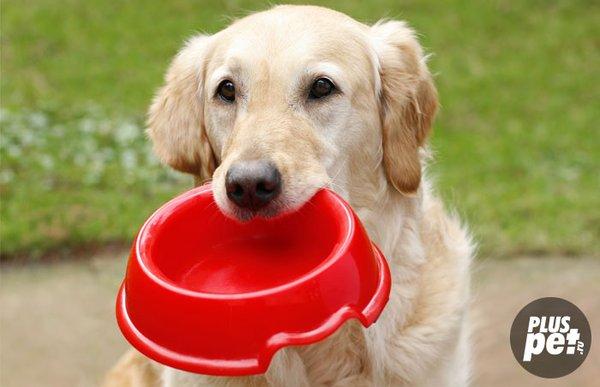 Help us fill his empty bowl with your pet food donations.