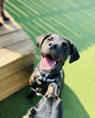 Puppy Haven Instagram Post