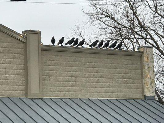 Birds that never seem to leave :-).