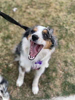 The Colorado Paws Pack
