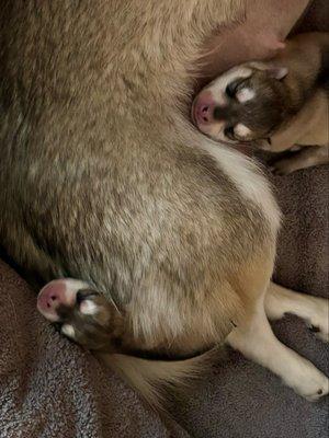 Annehurst Veterinary Hospital